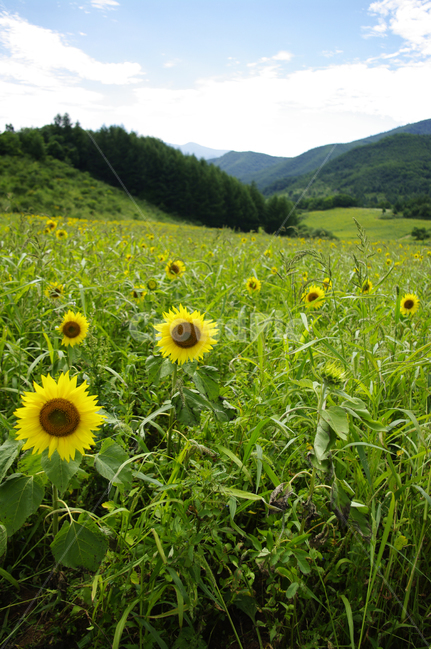 꽃밭,해바라기,식물,flower,풍경,하늘,구름,식물,자연,plants,nature,꽃,flower