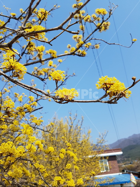 산수유,산수유꽃,산동마을,구례,구례산수유축제,봄,계절,spring,season