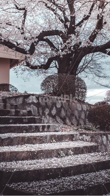 봄,벚꽃,꽃잎,계단,노거수,고목,풍경,봄풍경,흐림,흐린날,봄,계절,spring,season,식물,자연,plants,nature,나무,trees,wood,staircase,handrail,난간,banister