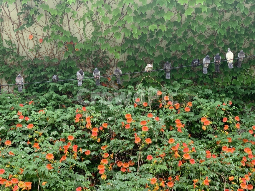 능소화,꽃,flower,식물,비둘기,새,자연,계절,여름,summer