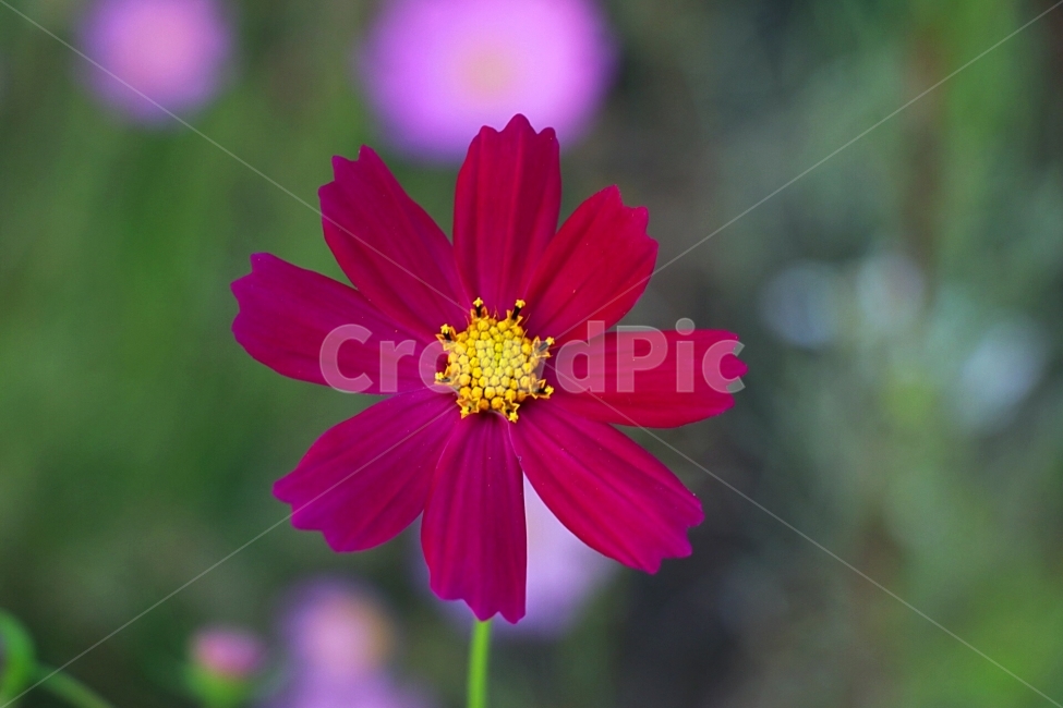 꽃,Flower,코스모스,cosmos,빨강,가을,계절,fall,autumn,season,식물,자연,plants,nature,꽃,flower,plant