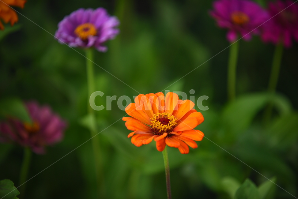 백일홍,zinnia,꽃,꽃잎,꽃술,가을,항몽유적지,주황,노랑,연보라,분홍,연두,초록,식물,가을,계절,fall,autumn,season,식물,자연,plants,nature,꽃,flower,plant,blossom,daisy,데이지,daisies