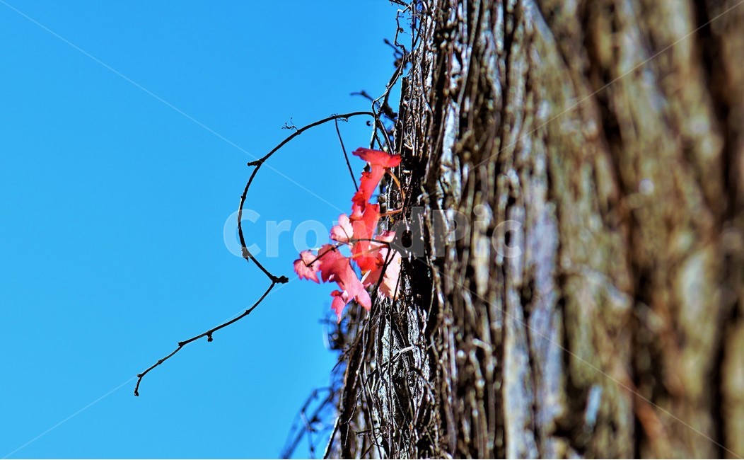 leaf,가을,감성,담쟁이,마지막,가을,계절,fall,autumn,season,식물,자연,plants,nature,plant,잎