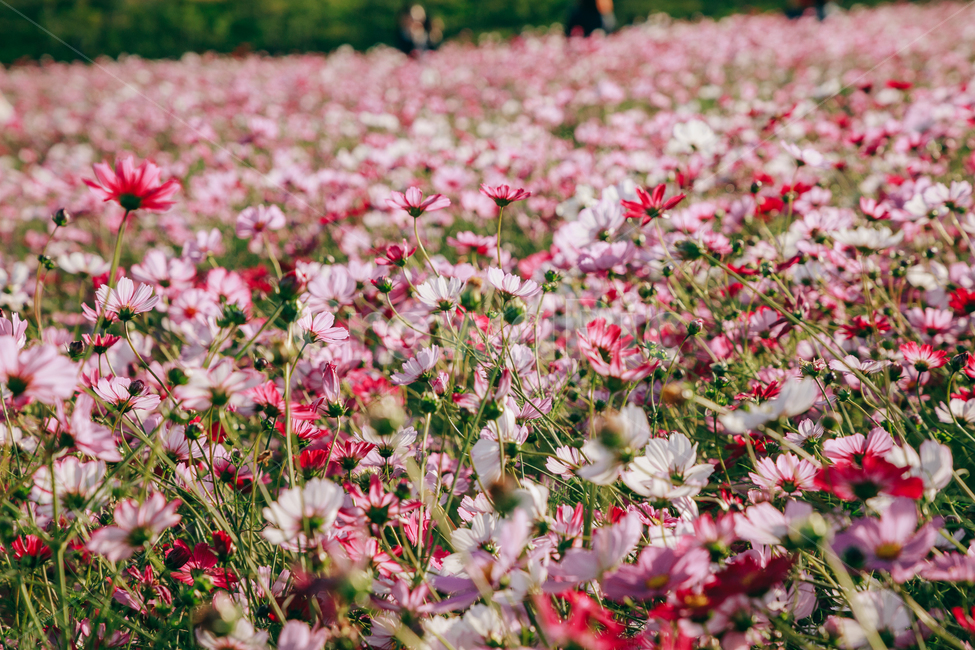 코스모스,꽃,자연,식물,가을,아름다운,commoncosmos,가을,계절,fall,autumn,season,식물,자연,plants,nature,꽃,flower,plant,blossom,petal,꽃잎,daisies,데이지,daisy