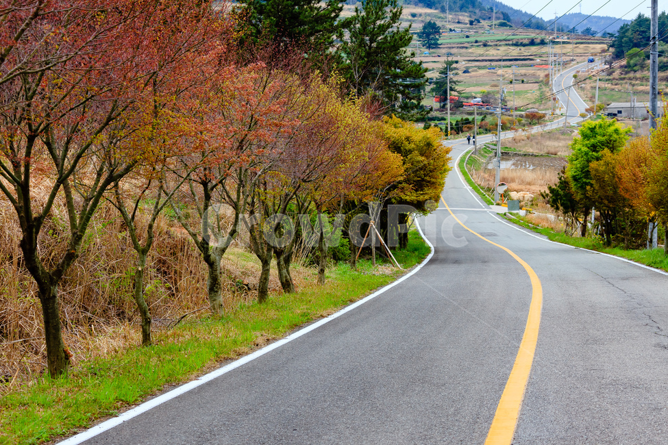 도로,나무,숲,농촌,풍경,가을,자연,풍경,nature,landscape,asphalt,아스팔트,road,highway,고속도로,freeway,고속 도로