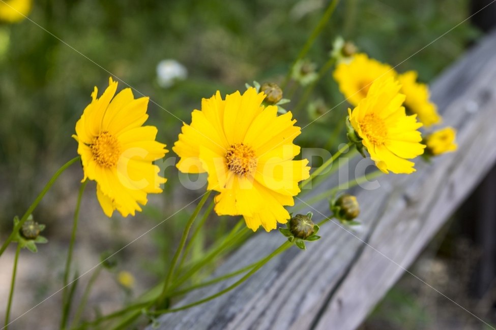 노란꽃,꽃,금계국,여름,시작,코스모스닮은,flower,yellow,식물,자연,plants,nature,꽃,flower