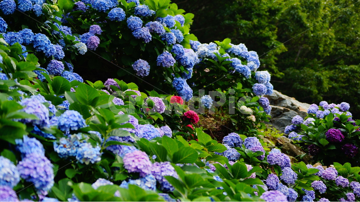 수국,수국꽃,꽃,꽃사진,식물,식물,자연,plants,nature,꽃,flower