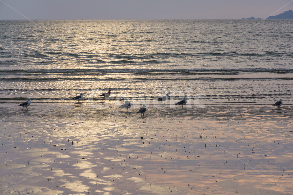 해변,갈매기,서해,태안해변,간조,bird,outdoors,바다,동물,animal,조류,새,birds