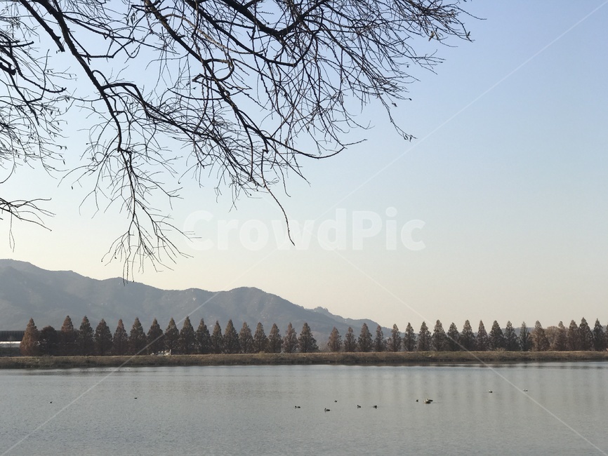 서울대공원,호수,나무,하늘,풍경,겨울,겨울나무,감성,오후,자연,풍경,nature,landscape,water,물,outdoors,옥외,lake