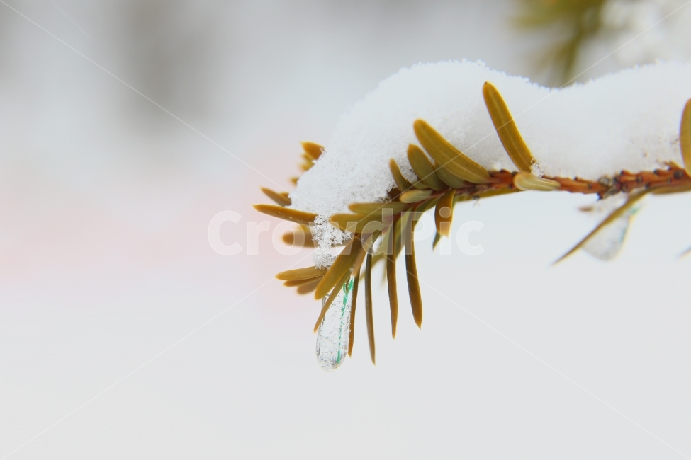 눈,얼음,겨울사진,겨울산,어승생오름,제주도,겨울감성,감성,겨울,계절,winter,season,식물,자연,plants,nature