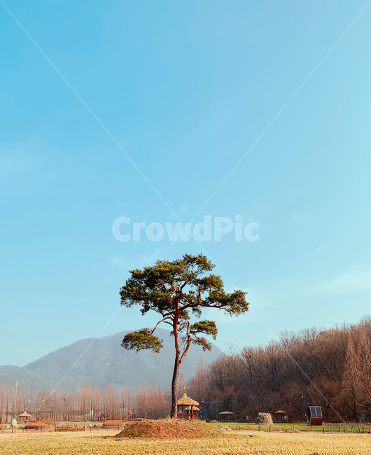 나무,tree,하늘,자연,식물