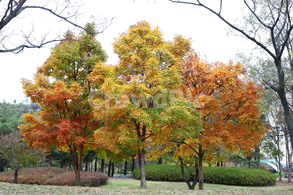 나무,복자기,복자기나무,식물,단풍,가을,자연,가을,계절,fall,autumn,season,식물,자연,plants,nature,나무,trees,wood,tree,plant,maple