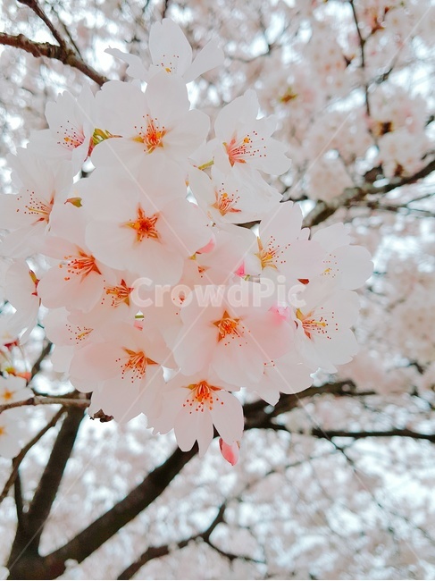 꽃,나들이,만개,개화,소풍,봄꽃,벗꽃,봄,계절,spring,season,식물,자연,plants,nature,꽃,flower,plant,cherry blossom,벚꽃,blossom