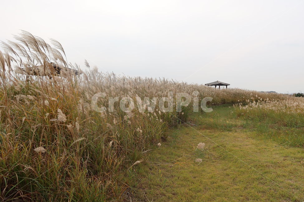 nature,자연,억새,갈대,오두막,하늘