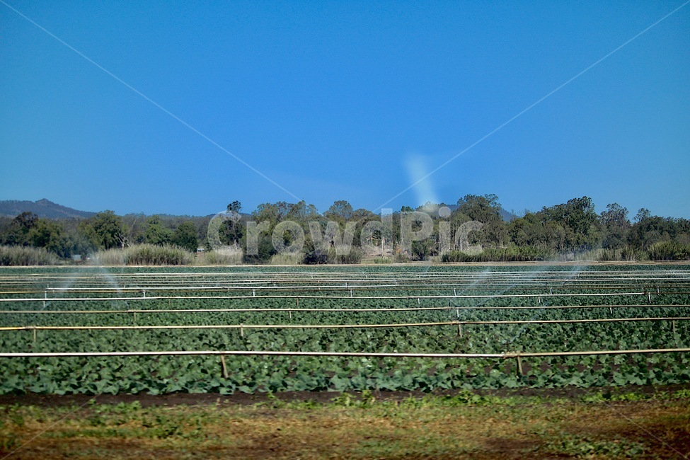 농장,밭,작물,스프링쿨러,밭물주기,하늘,농사,farm,water,sky,산업,industry,industrial,농업,농사,agriculture,farming,farming industry
