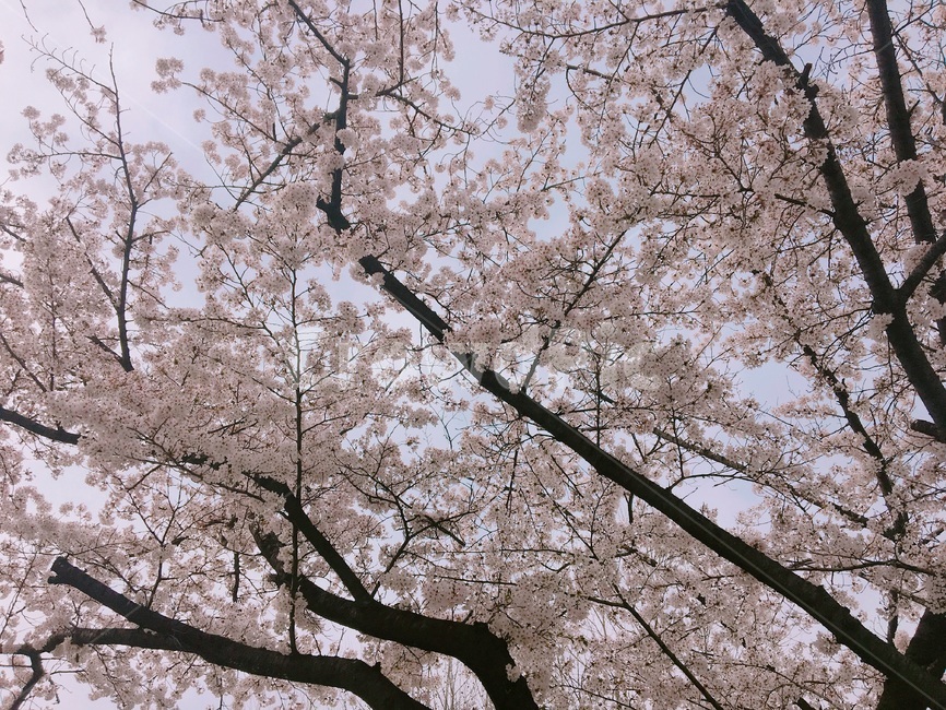 봄,벚꽃,하늘,spring,sakura,cherryblossoms,sky,봄,계절,spring,season,식물,자연,plants,nature,꽃,flower,plant,blossom,cherry blossom