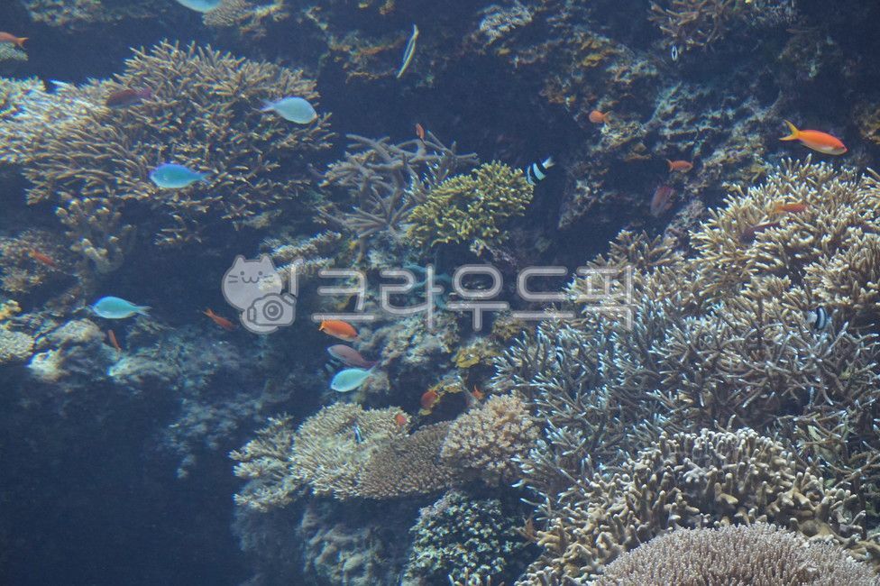 ocean,fish,coralreef,coral reef,water,aquarium,sea