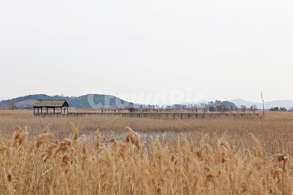 소래습지생태공원,갈대,억새,식물,풍경,자연,겨울,습지,생태공원,공원