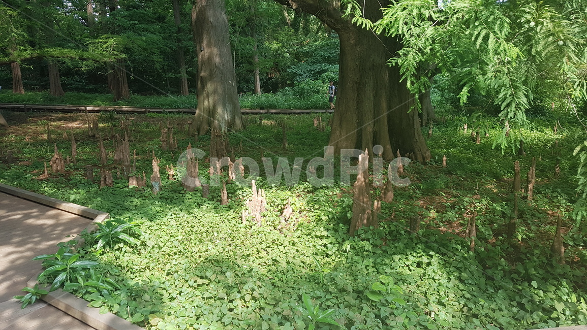 plant,식물,tree,나무,nature,자연,outdoors,옥외,treetrunk,나무줄기