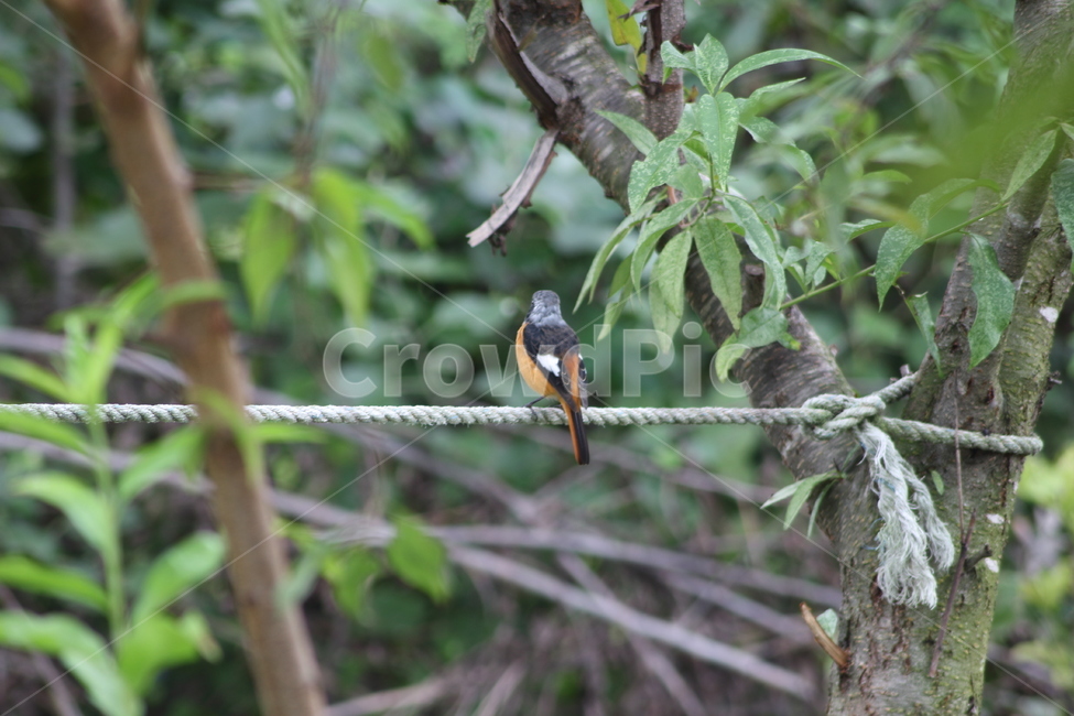 딱새,새,나무,bird,daurianredstart,phoenicurusauroreus,자연,tree,조류,동물,동물,animal,조류,새,birds