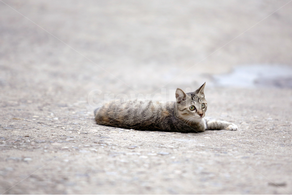 고양이,길고양이,도로,동물,갈색,고등어태비,어린고양이,cat,동물,animal,포유류,mammal,고양이,cat,kitten,kitty