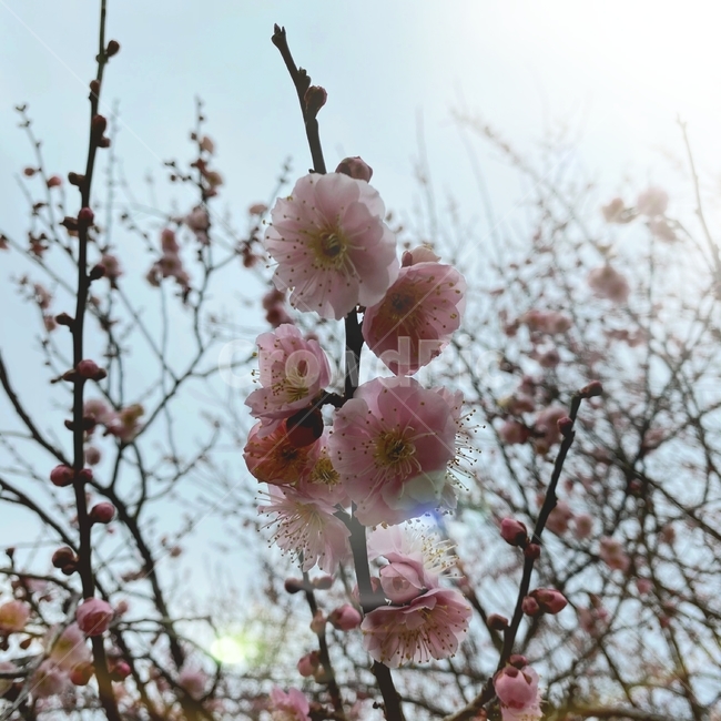 꽃,식물,flower,매화,매화꽃,홍매화,매화축제,빛,봄,spring,날씨,햇빛,blossom,plant,핑크