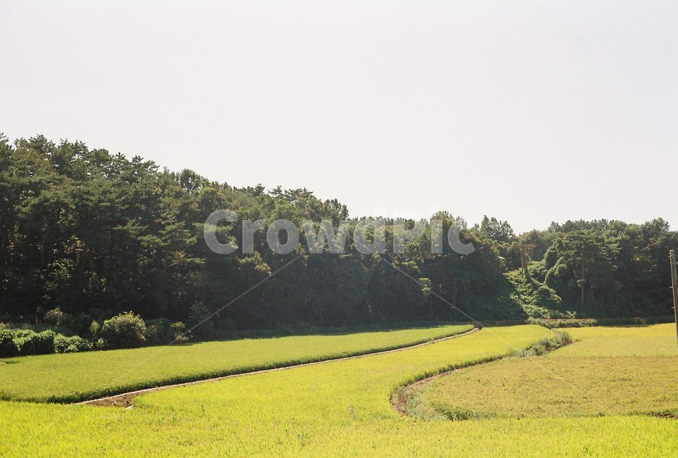 농촌,논,벼,필름,필름카메라,자연,풍경,nature,landscape,시골,마을,country,rural,town,field,들,grassland,목초지,outdoors,옥외