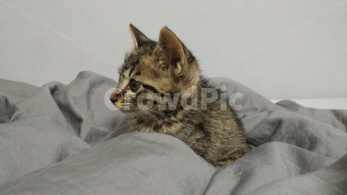 고양이,반려견,길냥이,cat,반려묘,동물,동물,animal,포유류,mammal,고양이,cat,kitten,kitty