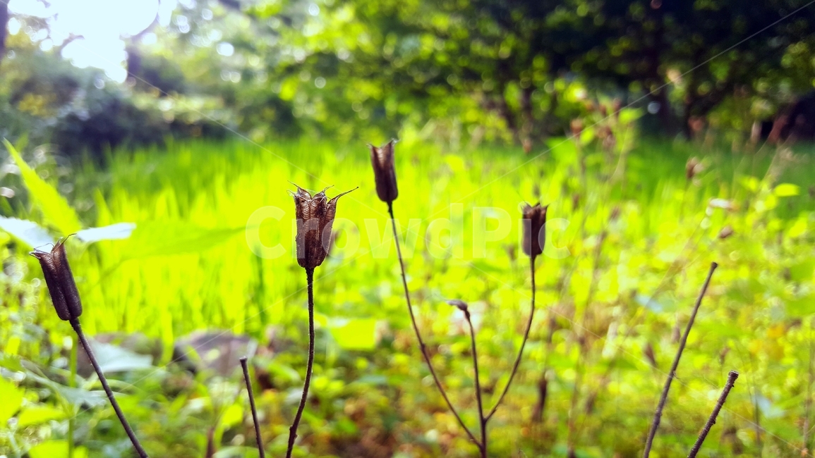 매발톱꽃,식물,꽃,columbine,마른꽃,dryflower