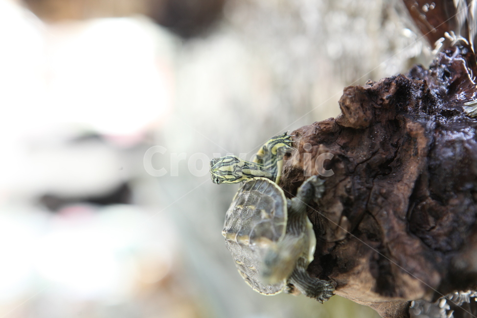turtle,터틀,animal,동물,상자거북,자라,파충류,양서류,reptile,amphibian