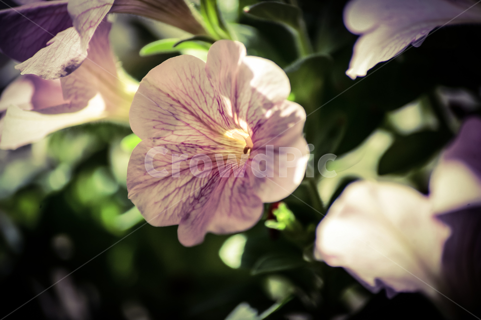 꽃,식물,화분,화초,취미,식물,자연,plants,nature,꽃,flower