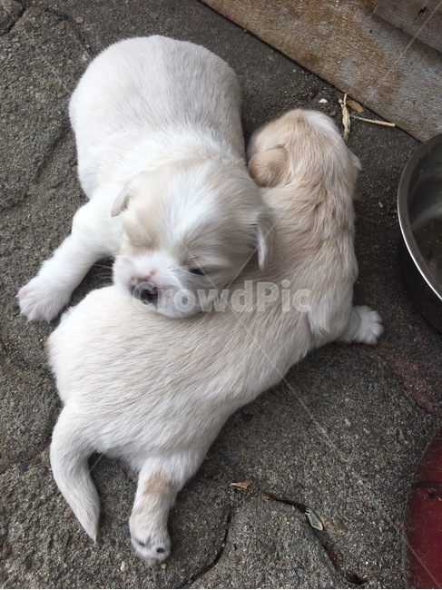꼬물이,강아지,생후한달,잡종,믹스견,동물,animal,포유류,mammal,개,강아지,dog,doggy
