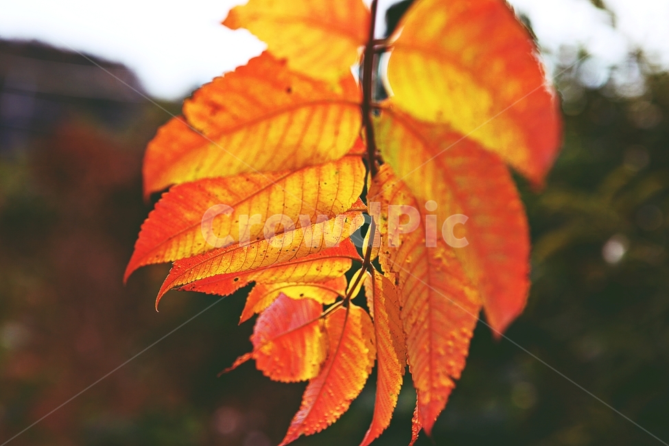 단풍,낙엽,가을,잎,식물,자연,계절,감성,색,색상,나무,공원,가을,계절,fall,autumn,season,veins,정맥,plant,leaf