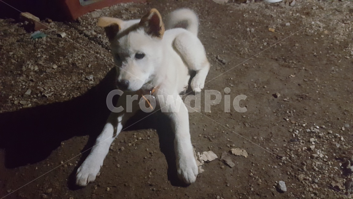 강아지,puppy,진돗개,귀여움,갈색귀,시골개