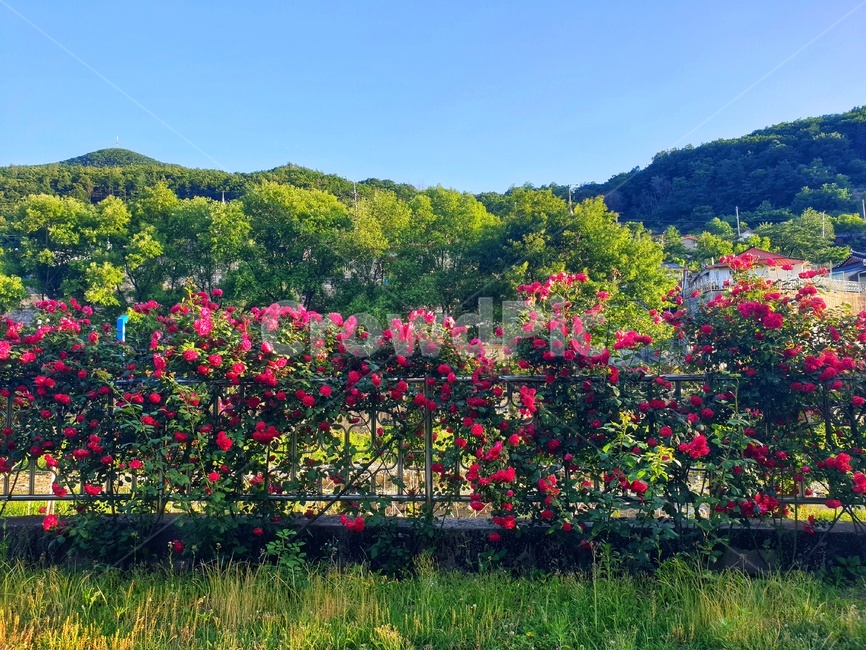 장미,flower,꽃,자연,풍경,outdoors,옥외,plant,식물