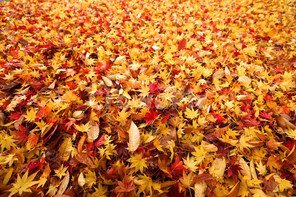 가을,계절,식물,풍경,나무,가을,계절,fall,autumn,season,plant,leaf,잎,tree