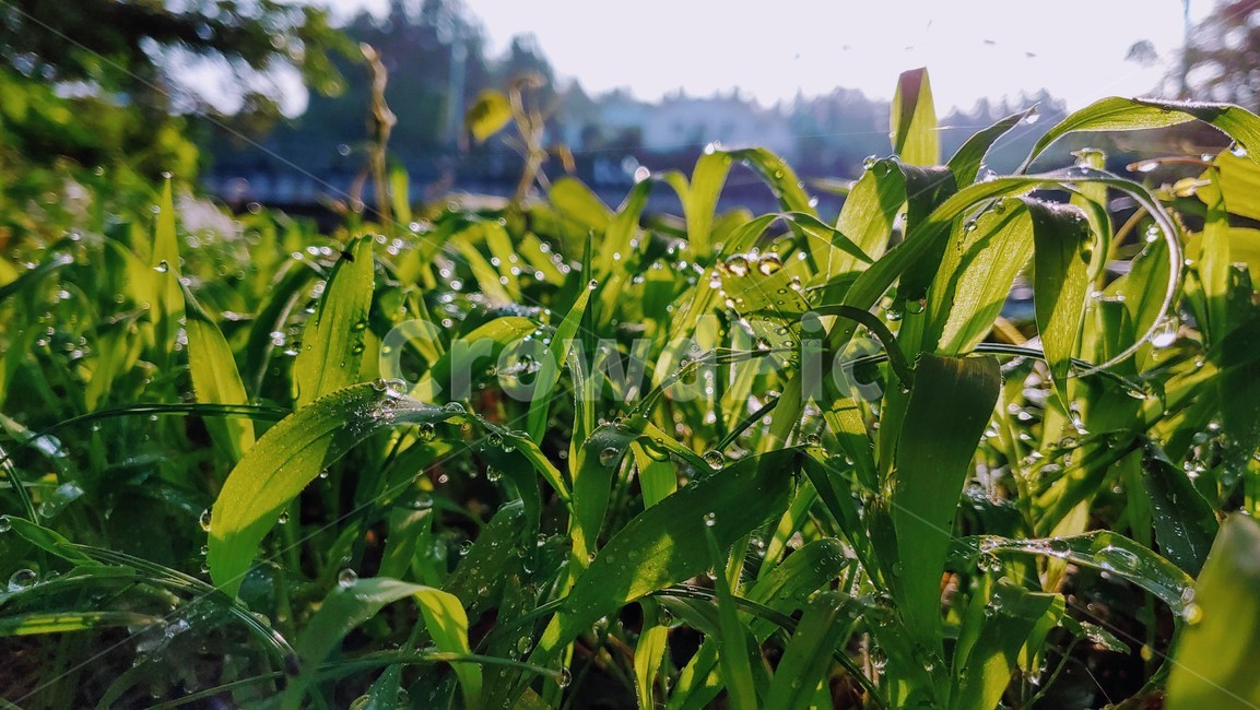 아침이슬,아침햇살,풀,잡초,weeds,grass,dewdrop,식물,자연,plants,nature,휴식,힐링,rest,relaxation,healing