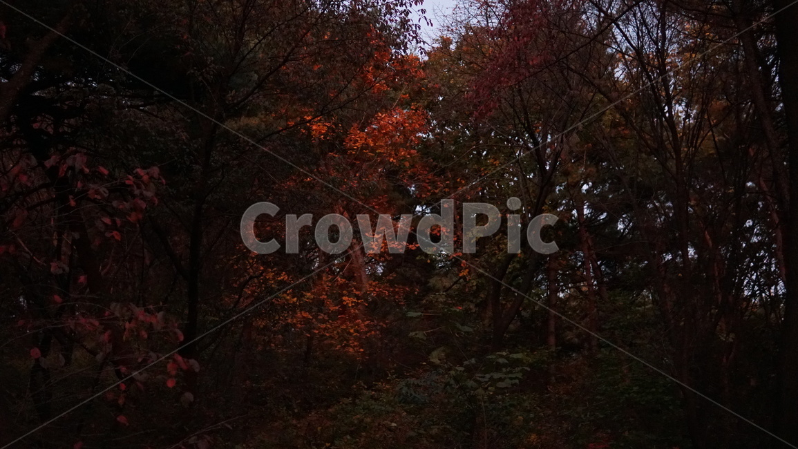 가을,빨간,빨간숲,감성,자연,단풍,가을,계절,fall,autumn,season,식물,자연,plants,nature,나무,trees,wood,tree,plant,leaf,잎