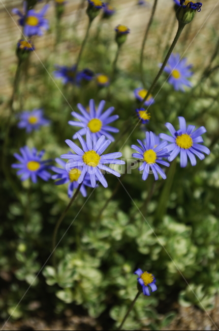 청화국,꽃,flower,식물,plant,color,식물,자연,plants,nature,꽃,flower