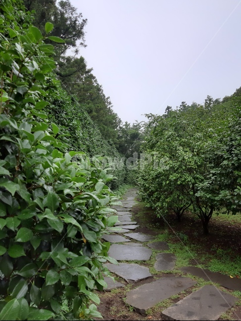 산책로,여름,초록,자연,산책길,녹색,green