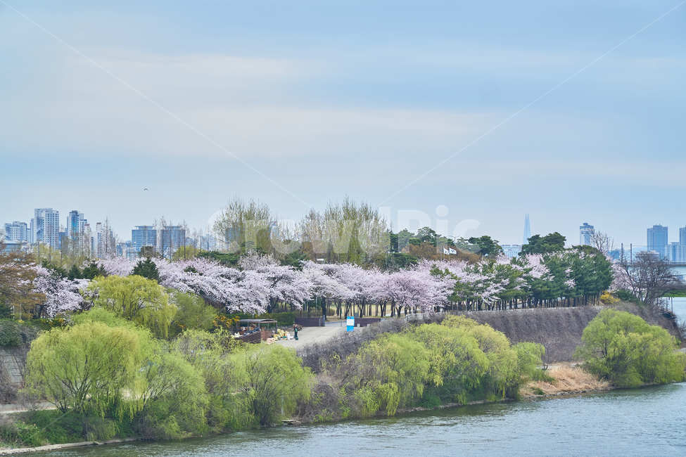봄,봄날,벚꽃,꽃,나무,감성,분홍,자연,숲속,계절,한국,선유도,봄,계절,spring,season,plant,식물