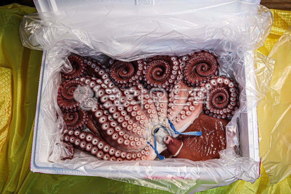 seafood,octopus,stone octopus,Octopus Boiled Raw Fish,boiled octopus