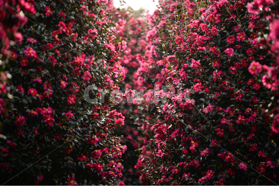 제주도,제주,동백꽃,동백,분홍,꽃,자연,풍경,출사,식물,자연,plants,nature,꽃,flower,감성,sensible,feeling