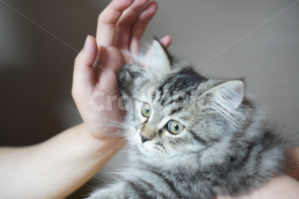 고양이,아기고양이,어린고양이,페르시안고양이,냥이,반려묘,동물,animal,포유류,mammal,고양이,cat,kitten,kitty