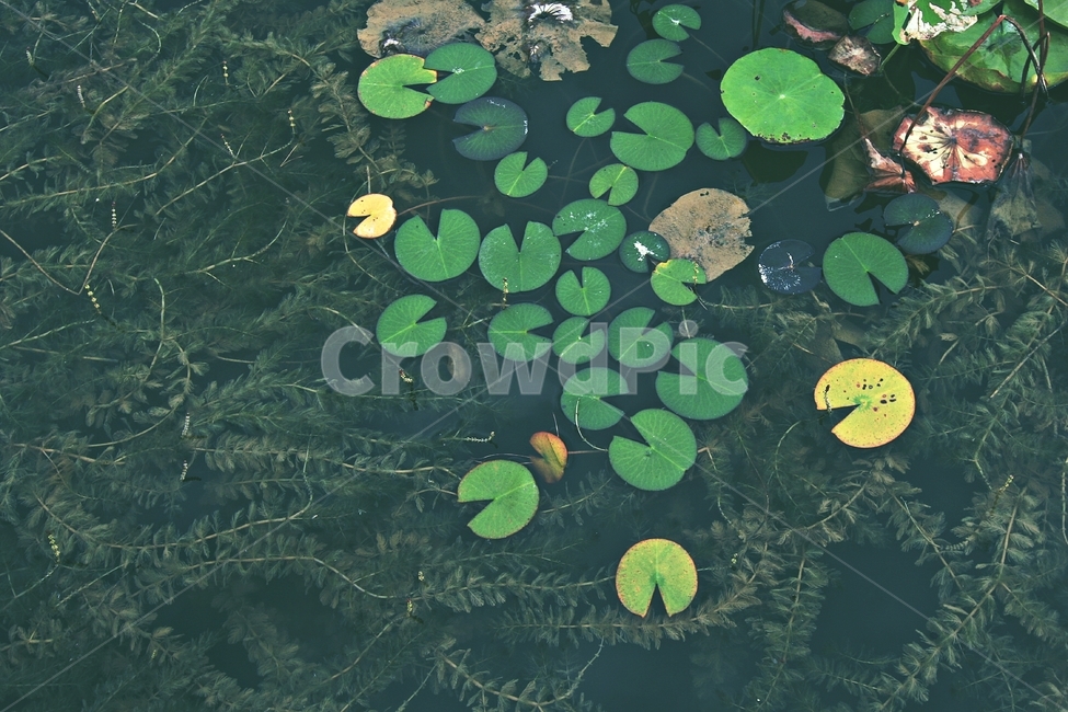 lotus,aquaticplant,연못,연잎,정물사진,식물,자연,plants,nature
