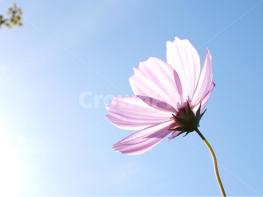 가을,코스모스,파란하늘,꽃,하늘,식물,꽃잎,식물,자연,plants,nature,꽃,flower