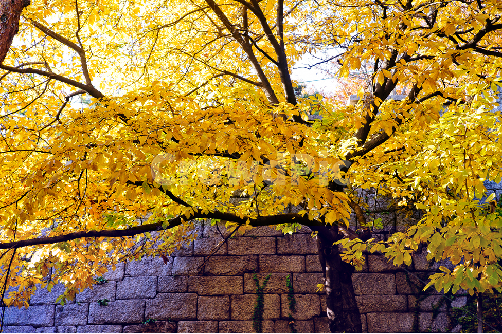 단풍,가을,화려함,계절,아름다움,가을,계절,fall,autumn,season,tree,나무,plant,식물,leaf,잎,maple