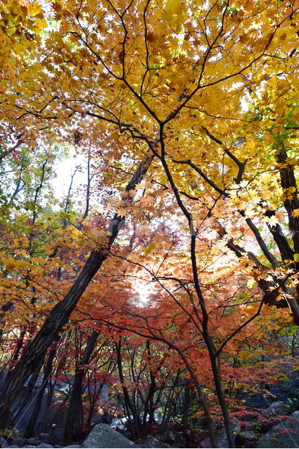 가을,단풍,울긋불긋,계절,시즌,아름다운,풍경,가을색,가을,계절,fall,autumn,season,tree,나무,plant,식물,leaf,잎,maple,tree trunk,나무 줄기