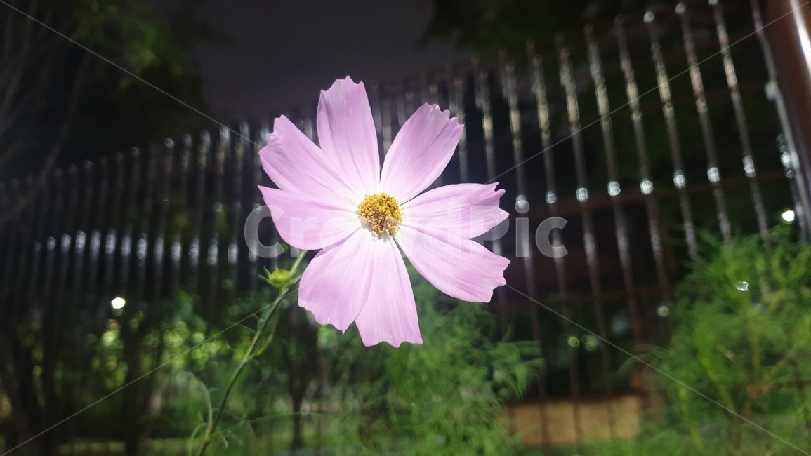 식물,꽃,피우다,코스모스,자연,plant,flower,bloom,cosmos,nature,식물,자연,plants,nature,꽃,flower