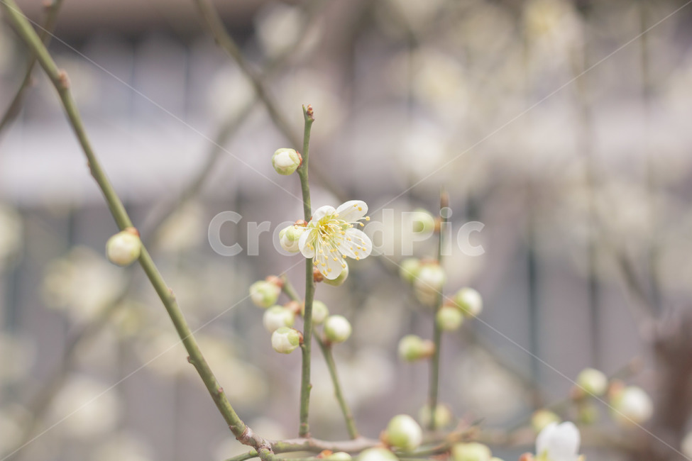 plant,식물,blossom,꽃,청매화,봄,계절,spring,season